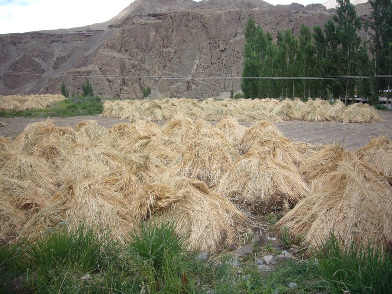 Travel - India - Ladakh - Rented Car - Alchi